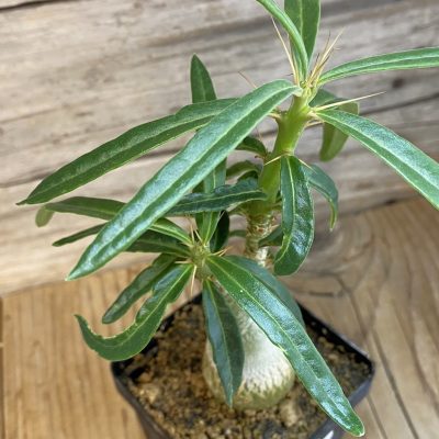 SH36915 Pachypodium succulentum