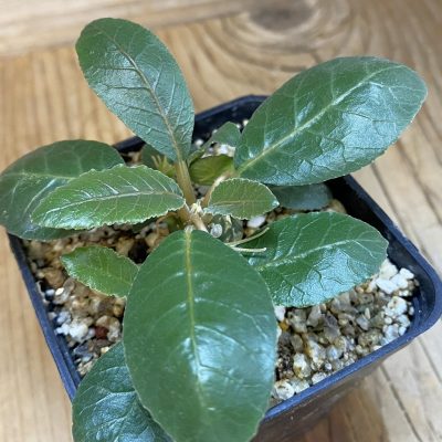 SH36916 Dorstenia foetida