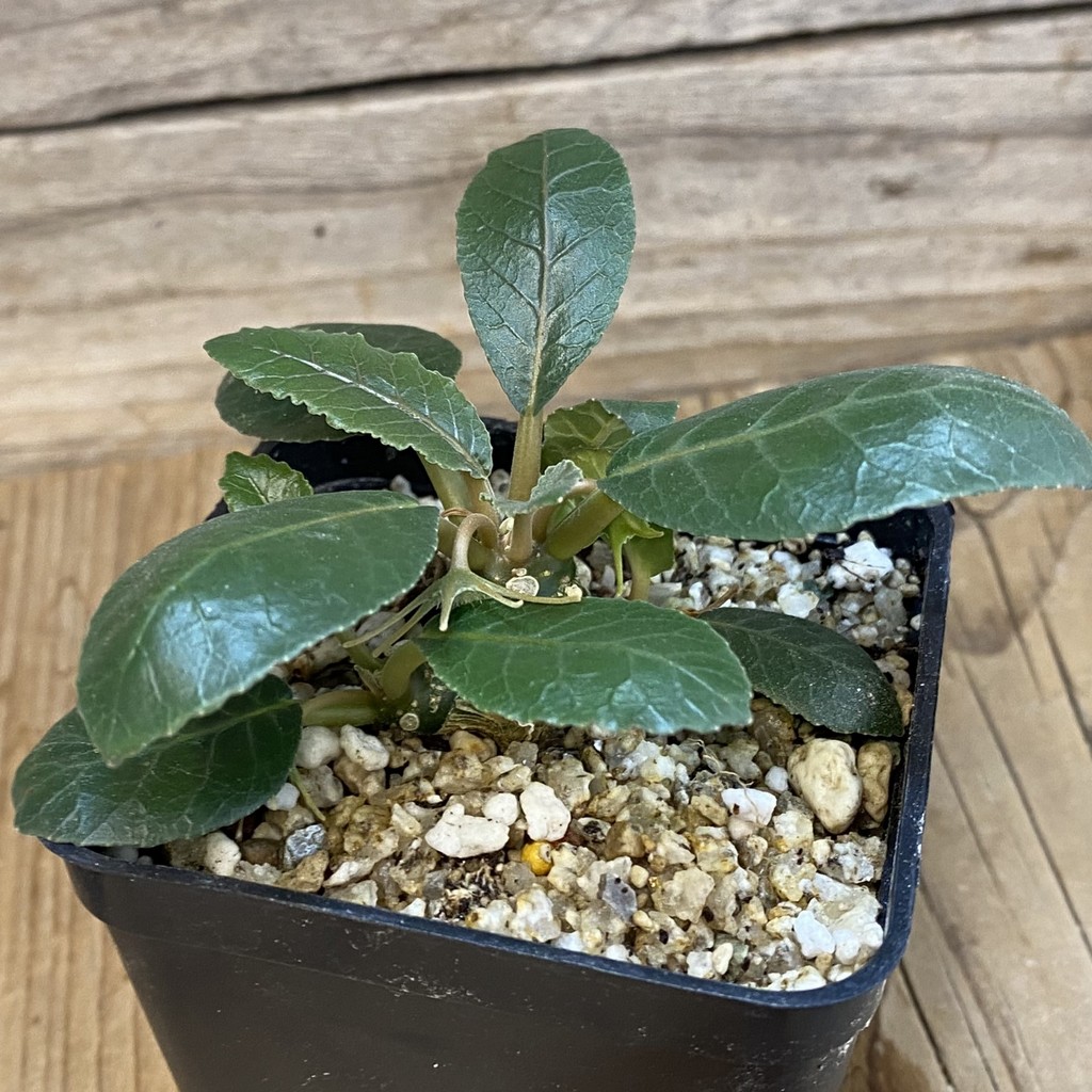 SH36916 Dorstenia foetida – Bild 2