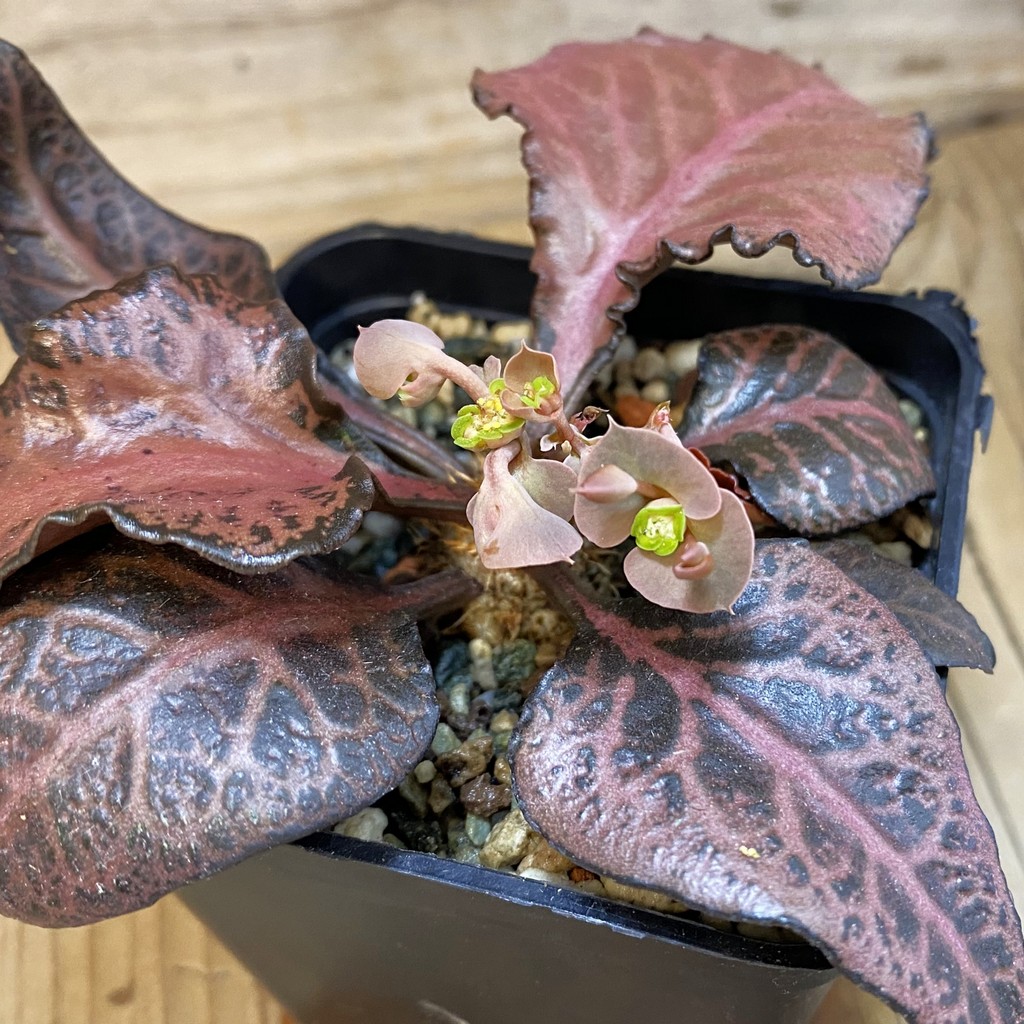 SH36917 Euphorbia francoisii hybrid