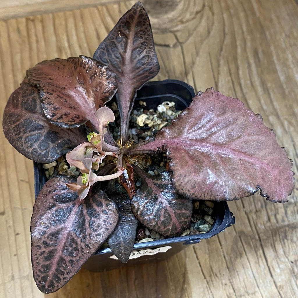 SH36917 Euphorbia francoisii hybrid – Bild 2