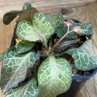 SH36918 Euphorbia francoisii hybrid