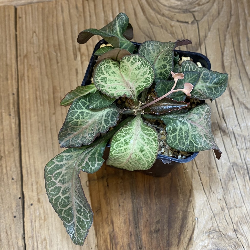SH36918 Euphorbia francoisii hybrid – Bild 2
