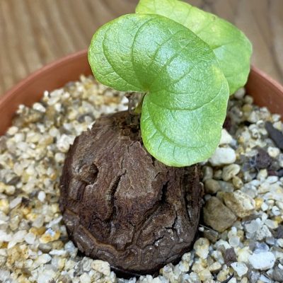 SH36919 Dioscorea elephantipes