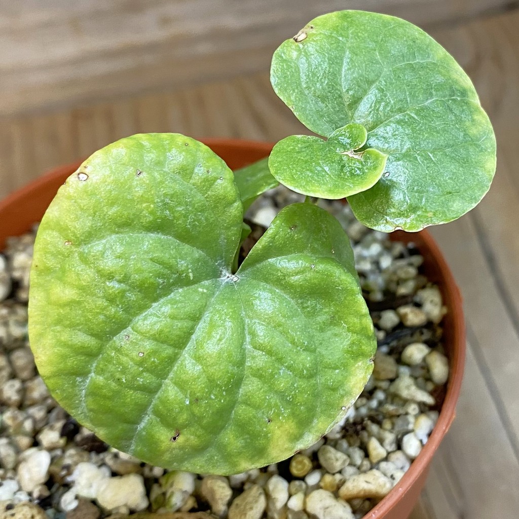 SH36920 Dioscorea elephantipes