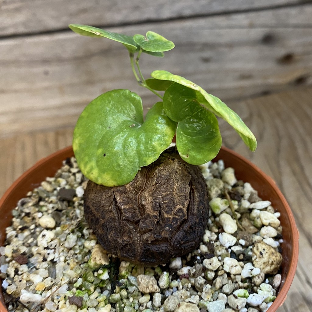 SH36920 Dioscorea elephantipes - Image 2
