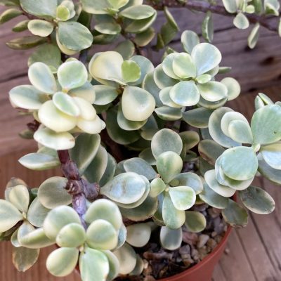 SH36921 Portulacaria afra f. variegata