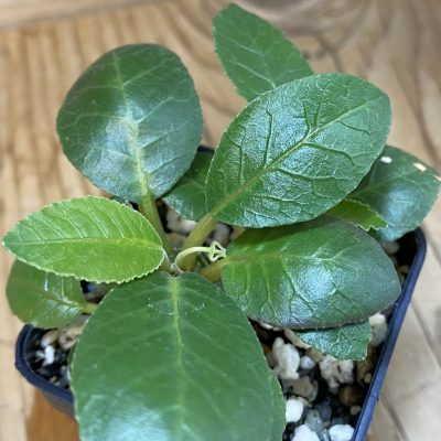 SH36922 Dorstenia foetida