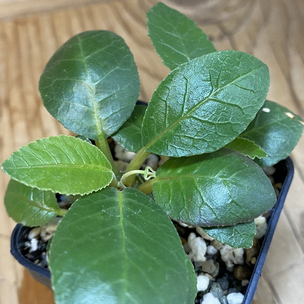 SH36922 Dorstenia foetida