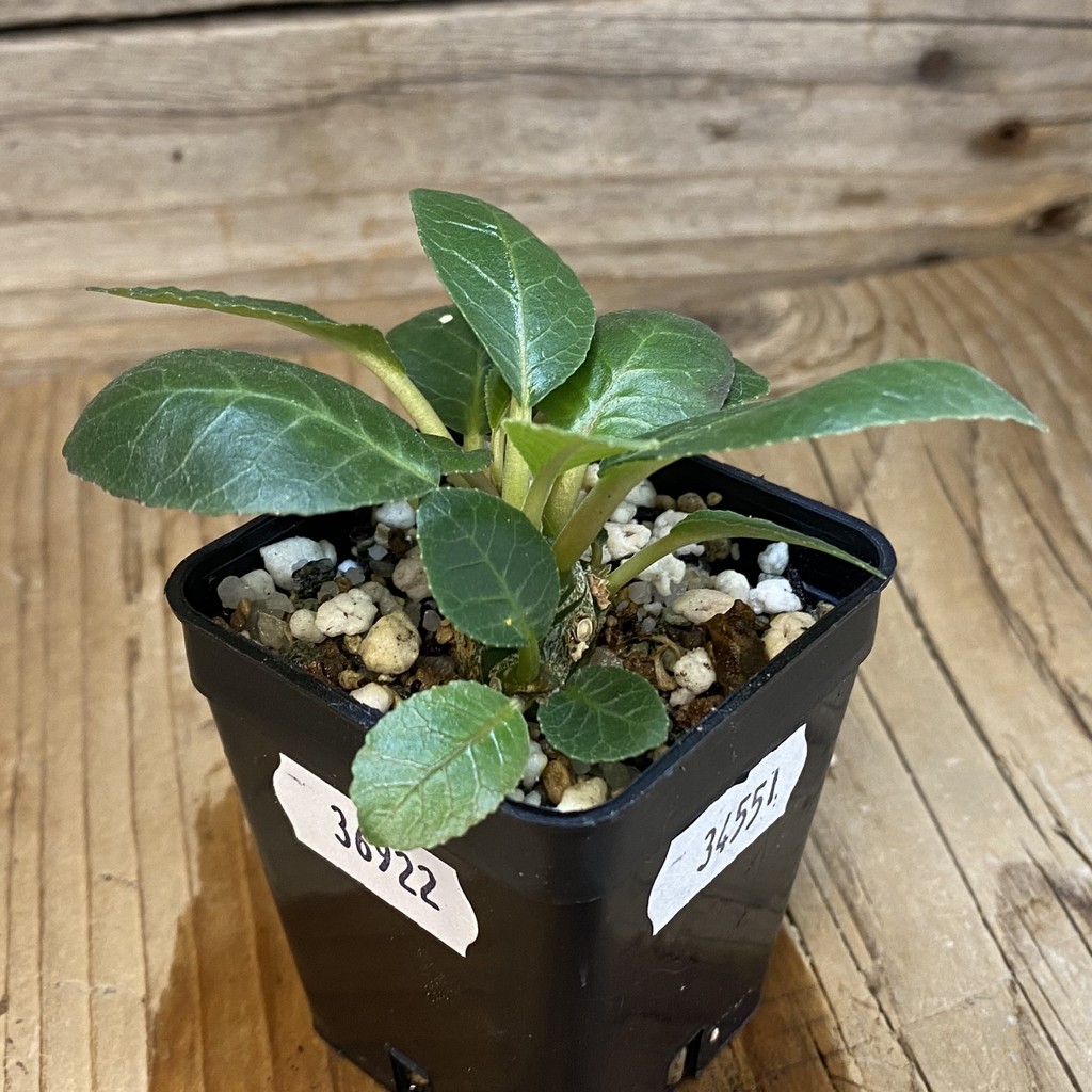 SH36922 Dorstenia foetida – Bild 2