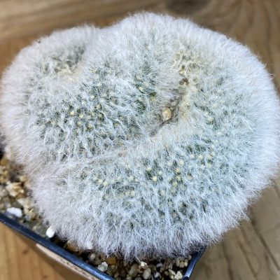 SH36883 Mammillaria albicoma f. cristata