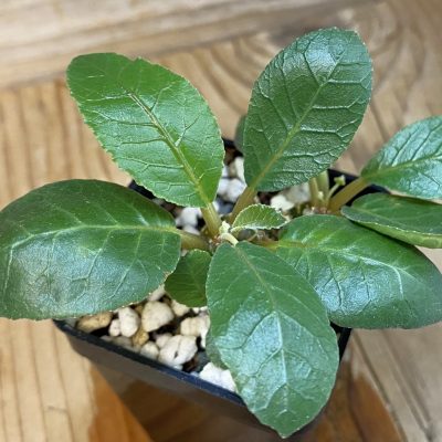 SH36923 Dorstenia foetida