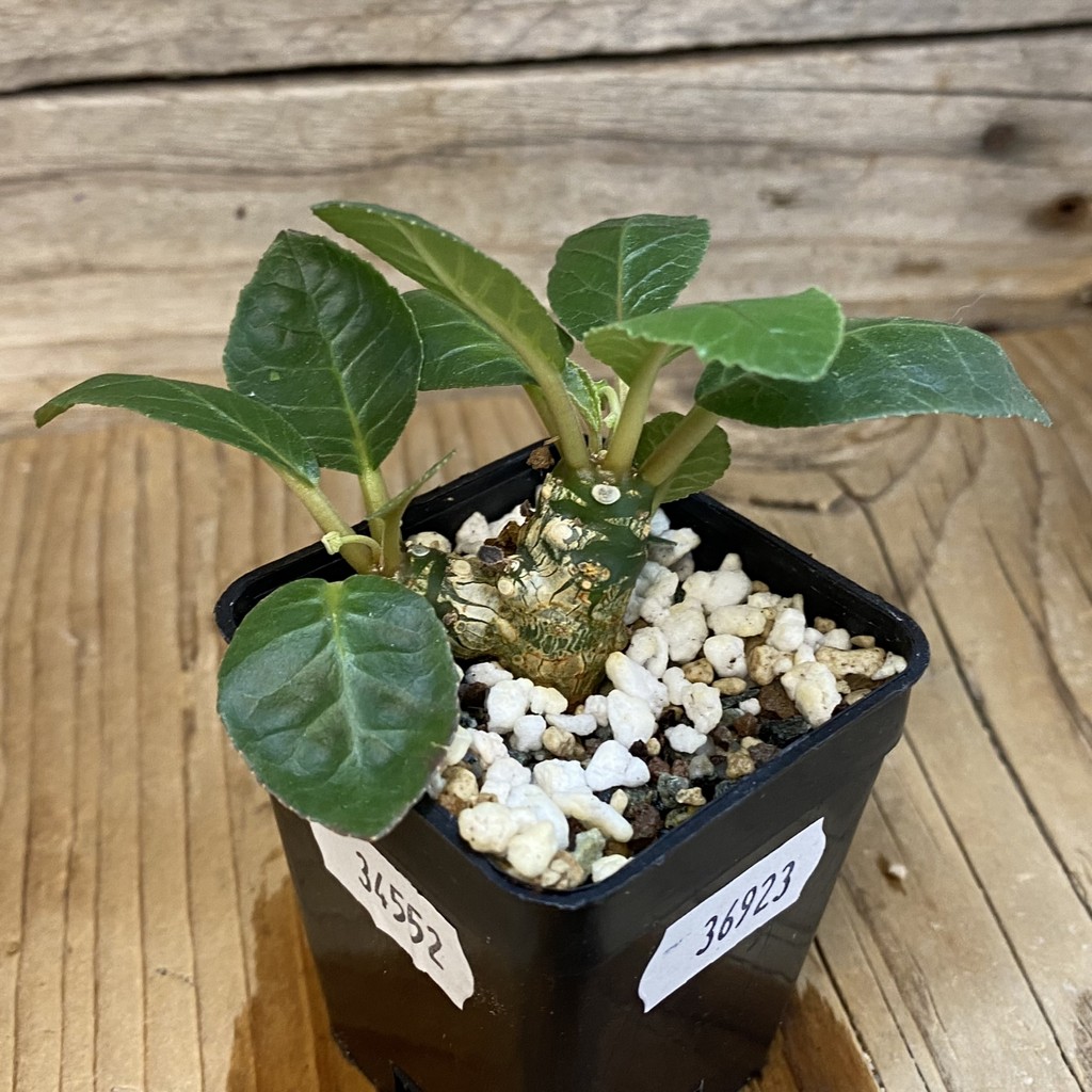 SH36923 Dorstenia foetida – Bild 2