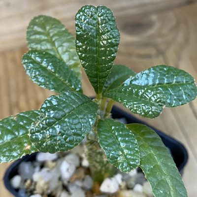 SH36924 Dorstenia gigas