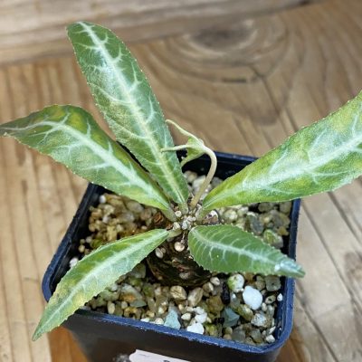 SH36925 Dorstenia lancifolia