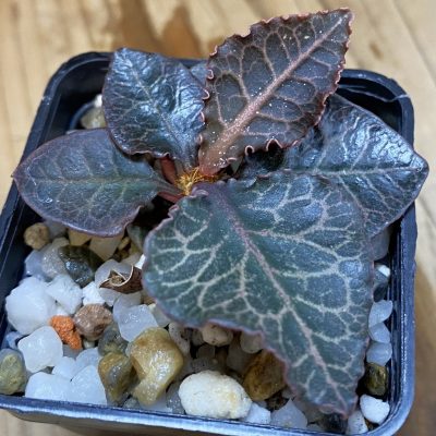 SH36926 Euphorbia francoisii hybrid