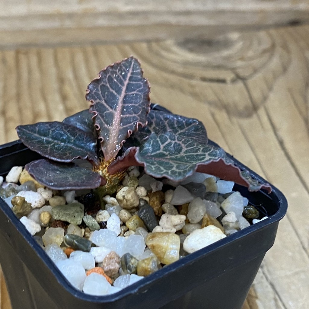 SH36926 Euphorbia francoisii hybrid – Bild 2