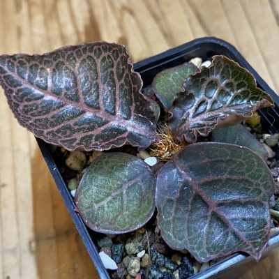 SH36927 Euphorbia francoisii hybrid