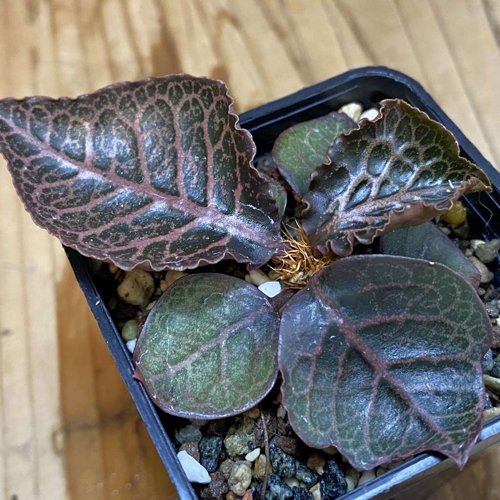 SH36927 Euphorbia francoisii hybrid