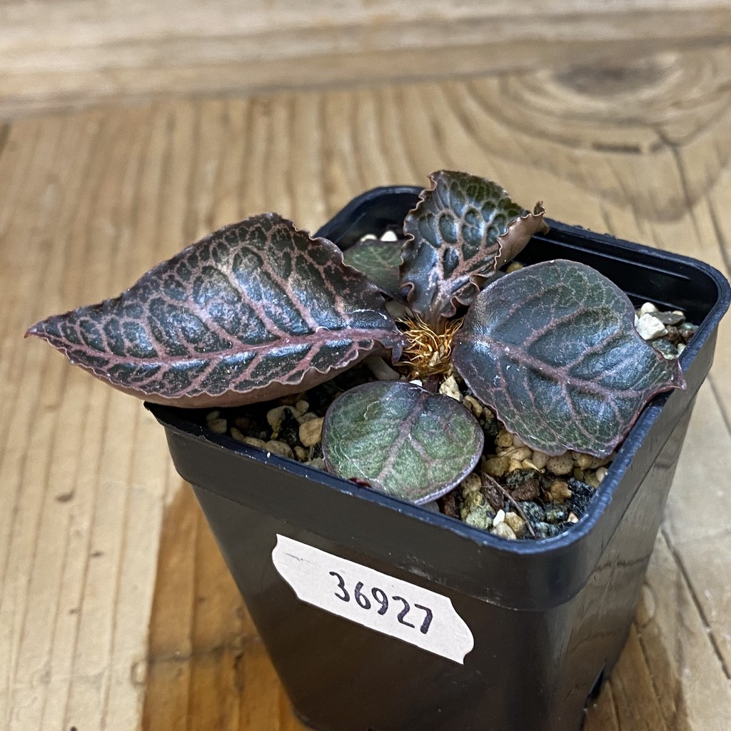 SH36927 Euphorbia francoisii hybrid – Bild 2