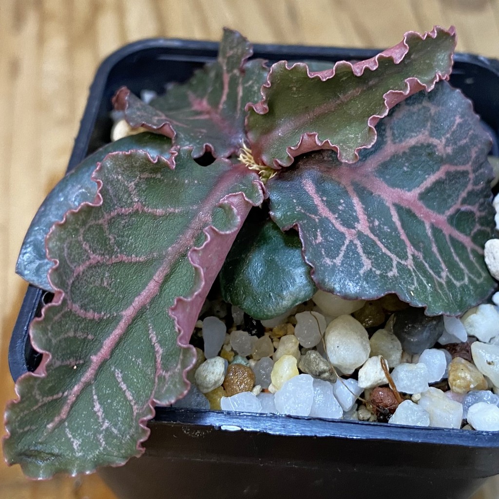 SH36928 Euphorbia francoisii hybrid
