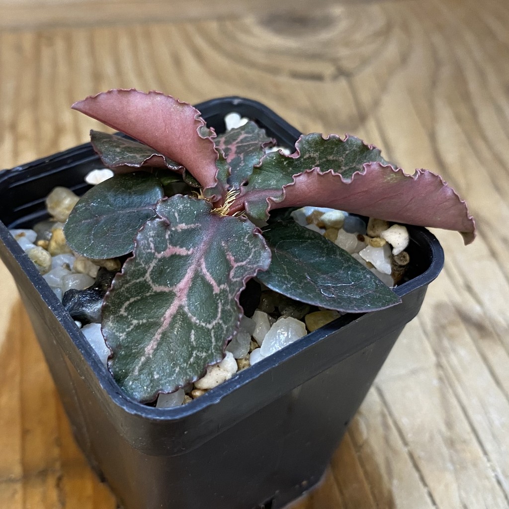 SH36928 Euphorbia francoisii hybrid – Bild 2
