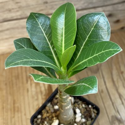 SH36930 Adenium arabicum ‘Black Body’
