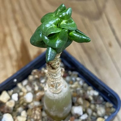 SH36931 Adenium arabicum DHA