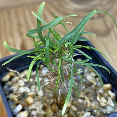 SH36933 Euphorbia gottlebei