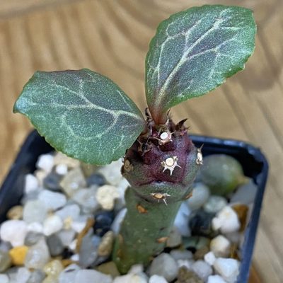 SH36934 Monadenium ritchiei v. marsabitense