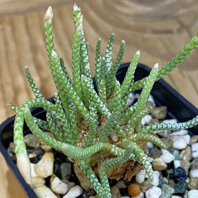 SH36935 Avonia alstonii