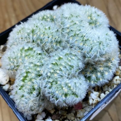 SH36884 Mammillaria carmenae f. cristata