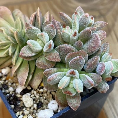 SH36937 Crassula ausensis hybrid mix