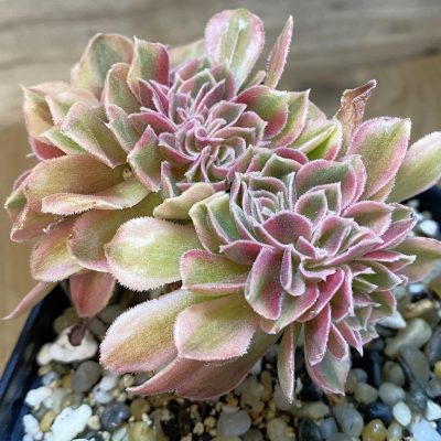 SH36938 Aeonium 'Fragrant Beauty' f. cristata