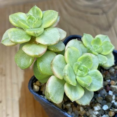 SH36939 Echeveria 'Tinkerbell' f. variegata