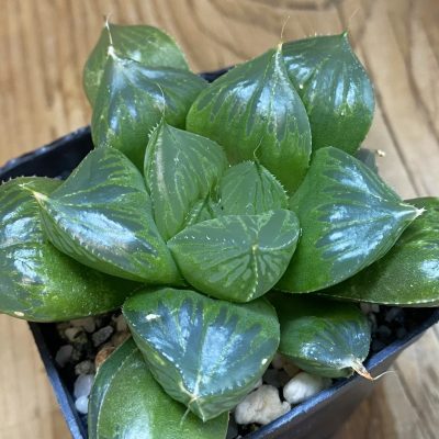 SH36940 Haworthia ‘Ollasonii’ hybrid