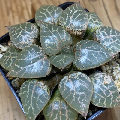SH36941 Haworthia comptoniana ‘Crystal’