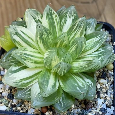 SH36942 Haworthia obtusa f. variegata
