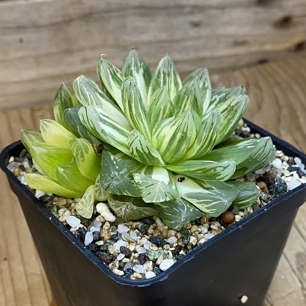 SH36942 Haworthia obtusa f. variegata – Bild 2
