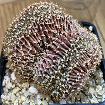 SH36879 Gymnocalycium mihanovichii f. cristata