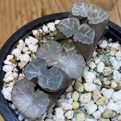 SH36943 Haworthia truncata 'White Jade'