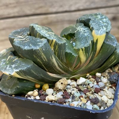 SH36944 Haworthia truncata f. variegata