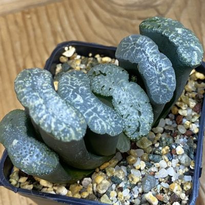 SH36945 Haworthia truncata 'Kurobutai'
