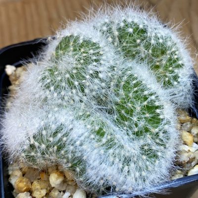 SH36885 Mammillaria baumii f. cristata