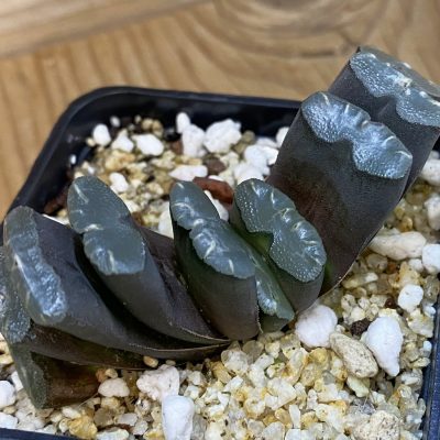 SH36946 Haworthia truncata