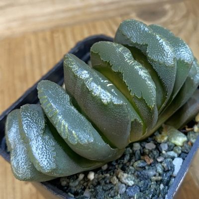 SH36947 Haworthia truncata hybrid