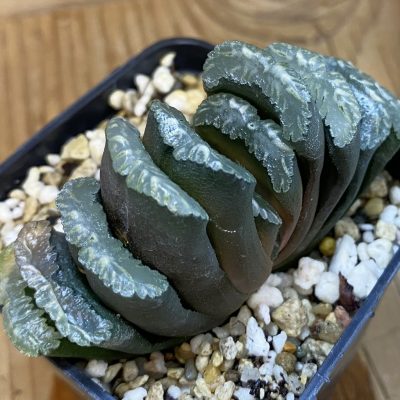 SH36948 Haworthia truncata ex SH -Japan-