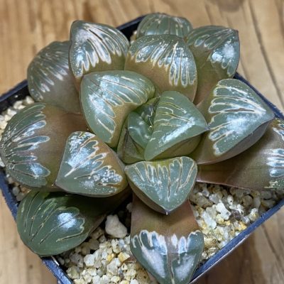 SH36949 Haworthia mutica ‘Silver Turtle’