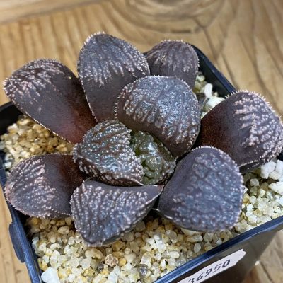 SH36950 Haworthia 'Mordor'