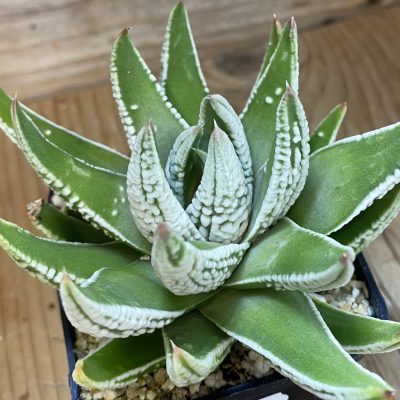 SH36951 Haworthia pumila 'Emperor'